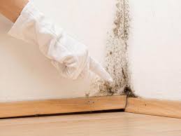 Best Mold Damage Restoration  in Fountain Hills, AZ